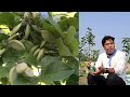 লিফমাইনার মাইটস দমনে all in one জৈব কীটনাশক 🌿how to control leafminer organically 🌿