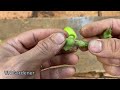 new idea grafting tomato flowers into wild eggplant plants