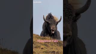 aggressive behaviour of Yaks