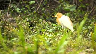 Cattle Egret 牛背鷺