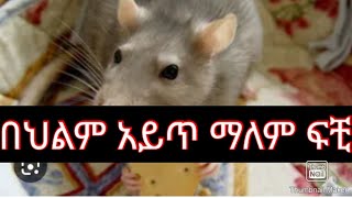 በህልም አይጥን ማየት ፍቺ#ethiopian #deram