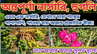 Annapurna Nursery, Rahimpur Rajbalhat Hooghly.@NATUREEXPLORER2020