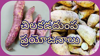 Health Benifits of Sweet Potato In Telugu | Chilakada Dumpa | Health Facts | చిలకడదుంప వలన ఉపయోగాలు