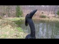 fische umsetzen karpfen nature moments fischteich vlog