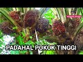 panen buah kelapa sawit super keliling pokok tinggi Malaysia