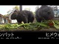 【いきもの目線】ウォンバット ／ 360lives　wombat