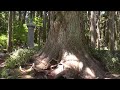 世界遺産　高野山　奥の院前～奥の院 　 no.1　japanese world heritage koyasan　2016・5・4 okunoin mae～okunoin