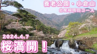 【養老山脈・小倉山登山】第224回桜満開！養老公園。小倉山から北尾根周回コースで下山しました（2024.4.7）