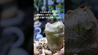 【塊根植物】植物の生命力には驚かされる。【コーデックス】#パキポディウム #カクチペス#コーデックス #塊根植物