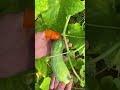 Wearable vegetable and fruit picking tool- Good tools and machinery can increase work efficiency