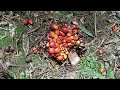 Fresh Oil Palm Fruits (Elaeis guineensis) - the next Superfood?