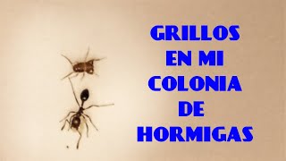 ¡¡¡GRILLOS VIVIENDO CON MIS HORMIGAS!!! Mis Monomorium subopacum tienen grillos mirmecófilos.