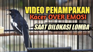 PENAMPAKAN KACER OVER EMOSI SAAT DILOKASI LOMBA DAN SAAT KACER DIGANTANGKAN