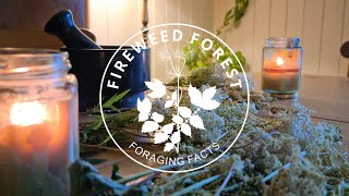 Foraging Facts: Meadowsweet