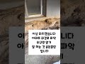 경기도 아파트 천장에 쥐가 나왔습니다 요즘 어떤시대인데 쥐가 집안으로 퇴치 전문가