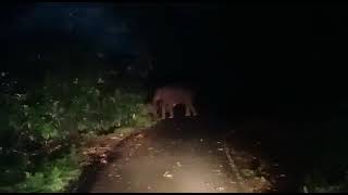 കൊടുങ്കാട്ടിൽ രാത്രിയിൽ ആനയുടെ മുന്നിൽ | Malakkappara Ksrtc wild elephant |