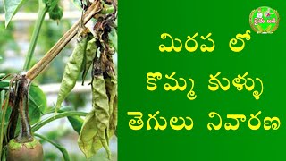 49 - మిరప లో కొమ్మ కుళ్ళు తెగులు నివారణ Chilli Komma kullu tegulu in telugu by Rythubadi