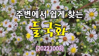 #주변에서 쉽게 찾는 들국화들(20221003)