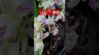 황영웅❣️백년의 약속 나도풍란 💗호접란