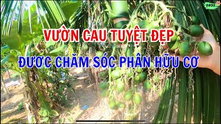 VƯỜN CAU ĐẸP ĐƯỢC CHĂM SÓC HOÀN TOÀN BẰNG PHÂN HỮU CƠ | DN90 TV.