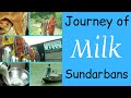 Journey of Milk: Sundarbans