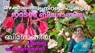 മഴക്കാലം പൂക്കൾ തരുന്ന ബിഗോണിയചെടികൾ/നാടൻ ബിഗോണിയ/caring of begoniya plant /ബിഗോണിയ നടുന്ന രീതി