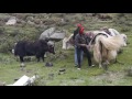 Trek Tibet with Yaks