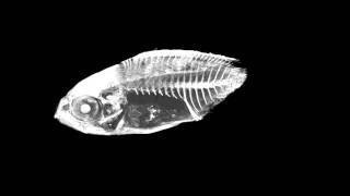 MicroCT scan of a fish