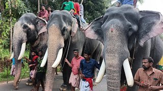 തീപ്പൊരി കോംബോ 💥കാളിയും രാജനും സാധുവും ഒന്നിച്ച് 😍chirakkal kalidasan \u0026 Pambadi rajan \u0026 sadhu