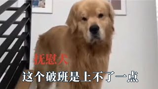 精神抚慰犬下班点了只精神抚慰犬，劝人学医，天打雷劈