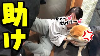 兄妹喧嘩で柴犬に助けを求める娘。