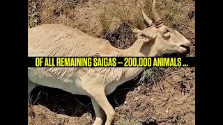 What Killed the Saiga Antelope?