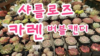 신세대다육 010 4105 9117 💕 카렌~샤를로즈~버블캔디💕💕