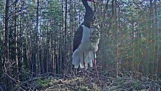 Must-toonekurg~Karl II sings with a branch in his beak 😁~8:02 am 2020/04/10