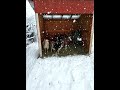 Goats in the Snow