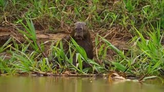 Shocked Capybara After The Jaguar Killed The Croc