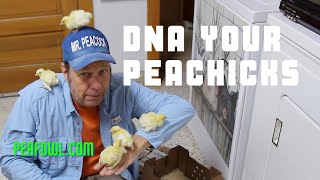 DNA Your Peachicks, Peacock Minute, peafowl.com