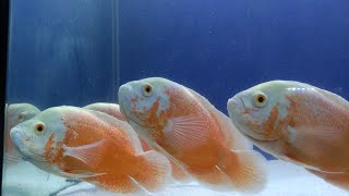 Oceanos Under  Water Tunnel Aquarium in Kanyakumari 🤩💥|ithuvara pathathu Ilana poi kandipa parunga♥️