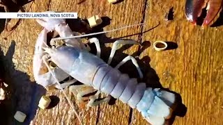 Rare Albino Lobster Discovered in Nova Scotia