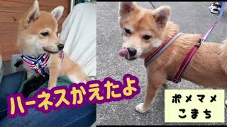 ミックス犬子イッヌ、ハーネス買い換えた♪【ポメマメこまち】あなたは首輪派?ハーネス派?