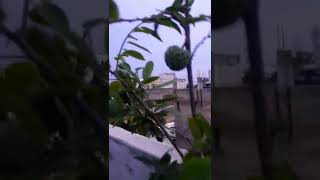 Custard Apple at terrace gardening #shorts #homegardening #nature #fruit