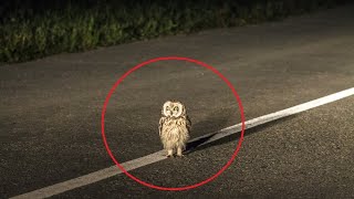 Injured Owl  Save the animals