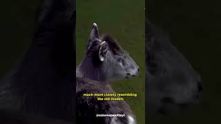 Interesting Tufted Deer Facts #shorts