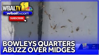 Parts of Baltimore County abuzz over miserable midges