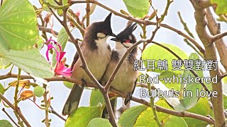 紅耳鵯 雙雙對對 Red-whiskered Bulbuls in love