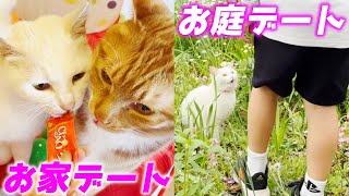 お家の中と外の両方でデートを楽しむモテモテすぎる庭子猫…笑[いきる君とクウちゃん]