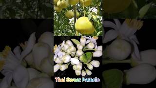 Thai Sweet Pomelo Flowering in My Garden #gardengingtips #gardenigtip #shorts