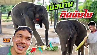 ควาญไข่เจียวตัดกล้วยมาฝากบัวบาน 💯 วิธีกินของบัวบาน กินยังไง ❔ อร่อย एक हाथी,elephant