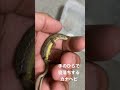 手のひらで寝落ちするカナヘビ