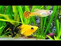 Live Stream Community Fish Aquarium ~ Relaxing Fish Tank with Water Sounds ASMR